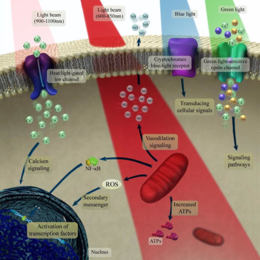 Diagram of red light therapy mechanism working in the brain